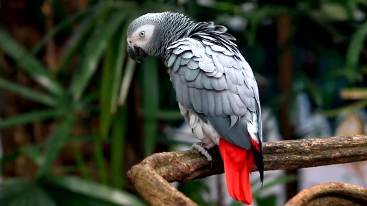 where to buy African Grey Parrots