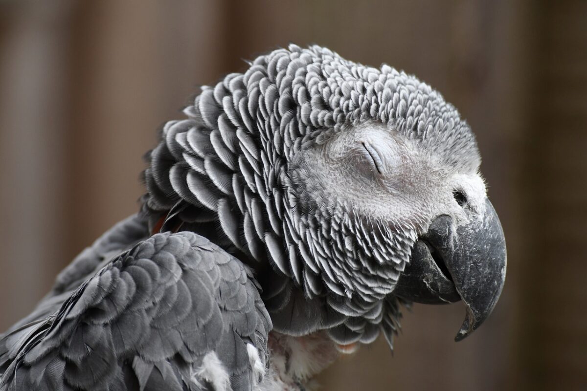 where to buy African Grey Parrots