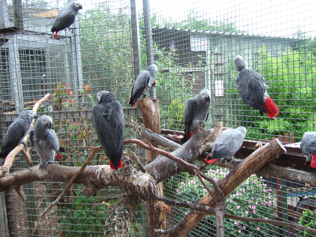 African Grey parrot Home