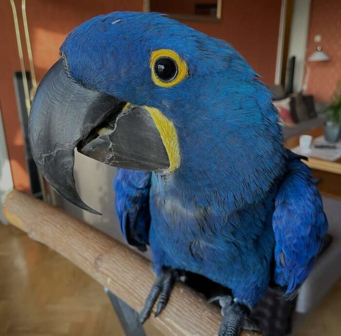 Buy Hyacinth Macaw Adult Male 7 Years old