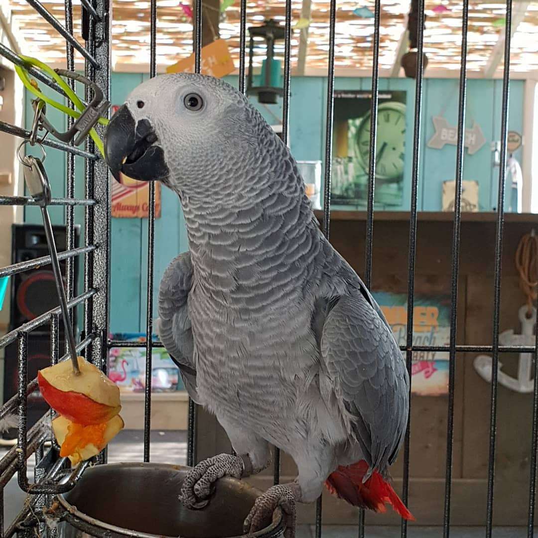 African grey male and female parrots