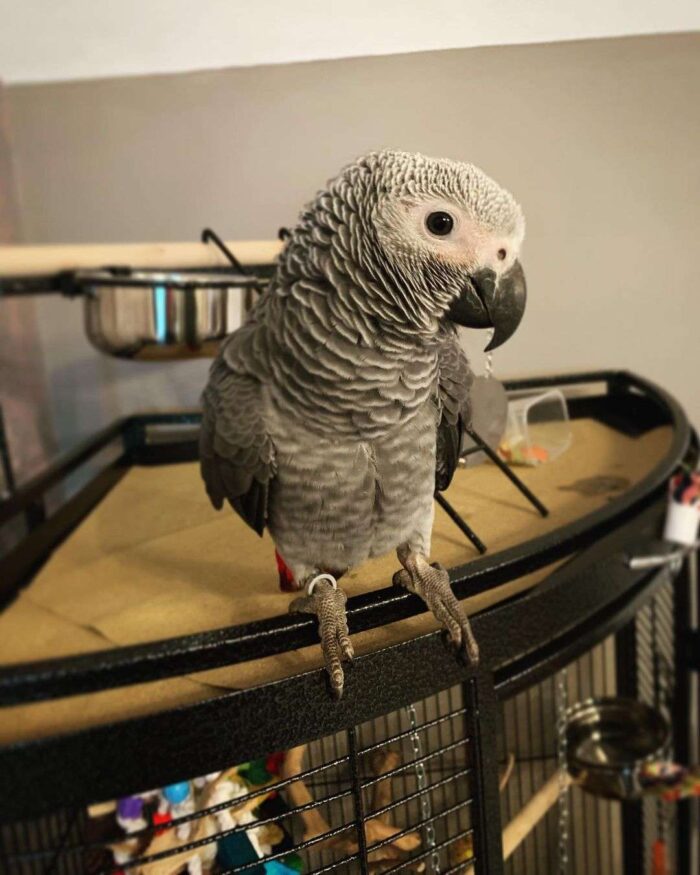African Grey male parrot