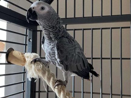 Berry African Grey female Parrot 2
