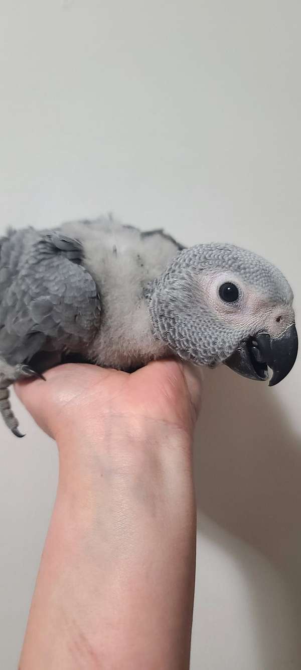 african-grey-BABY-parrot