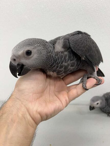 Baby male Congo Grey