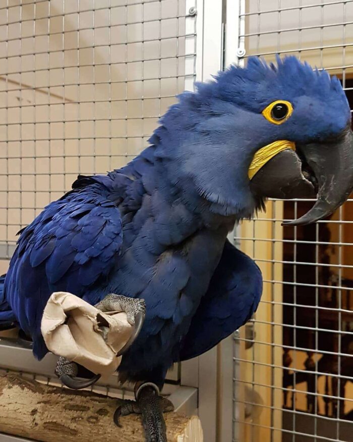 Buy Hyacinth Macaw parrot Young Male 1 Year Old