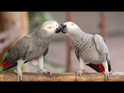 Behavior and mating