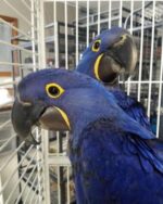 Buy Hyacinth Macaw Adult Pair