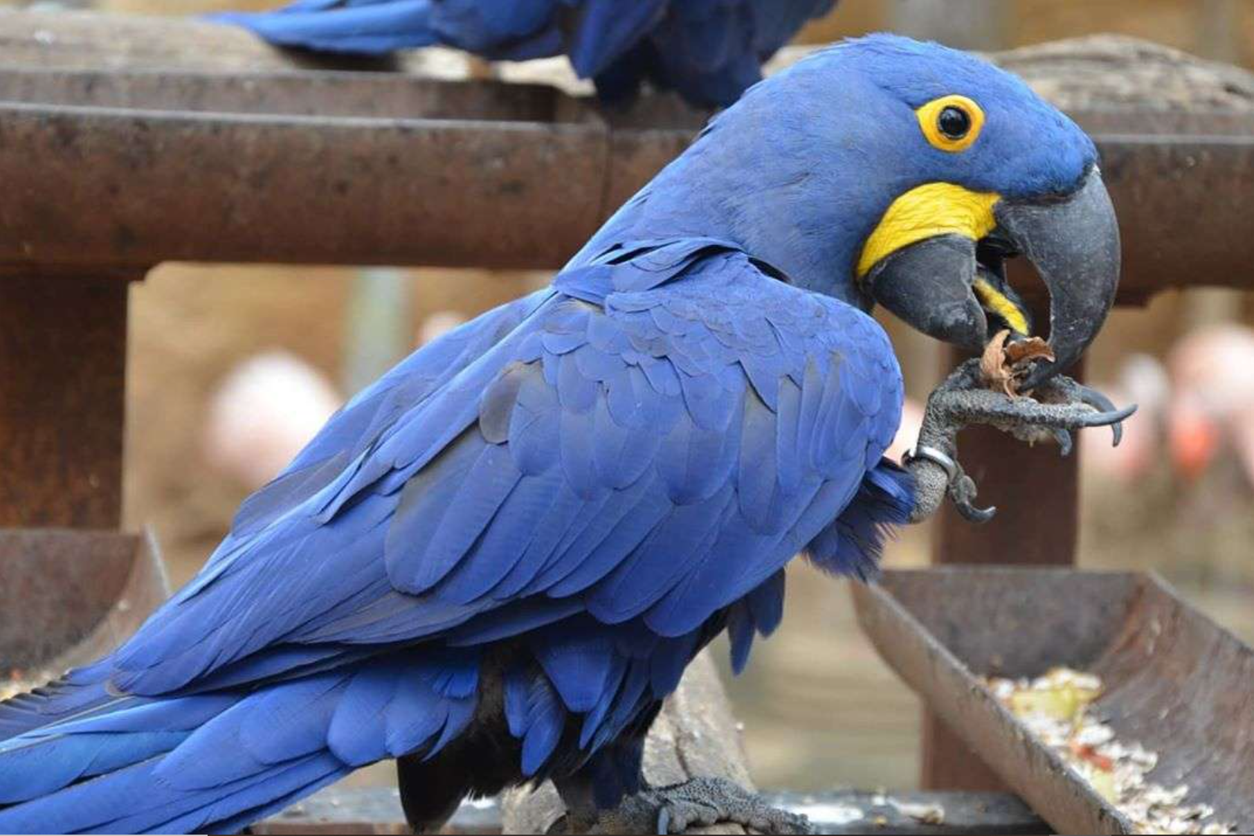 How to Care for Hyacinth Macaws (Blue Parrots)