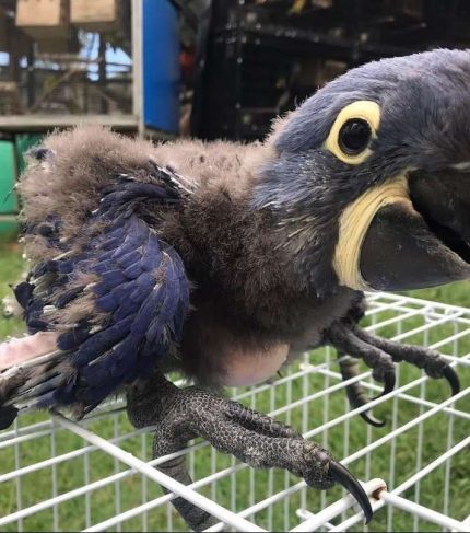 Buy Baby Hyacinth Macaw 4 months old