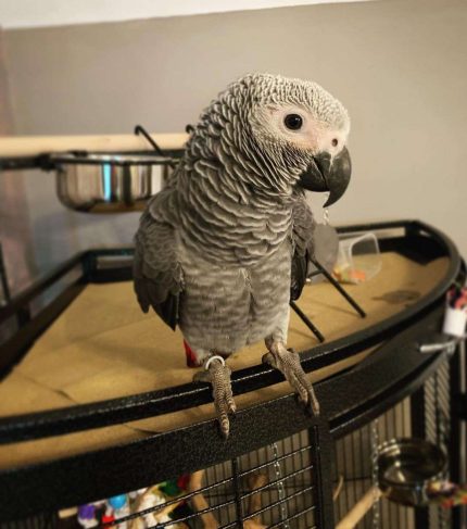 African Grey male parrot