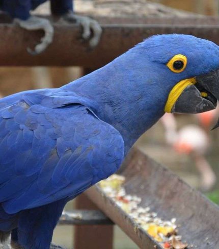 Buy Hyacinth Macaw Adult Female 8 Years old
