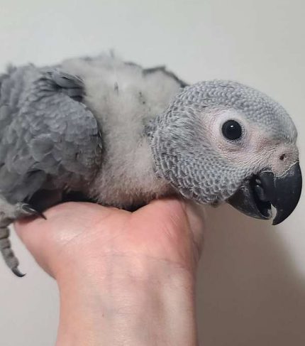 african-grey-BABY-parrot