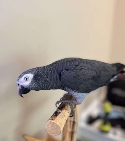African Grey Male Parrot (Jackson)