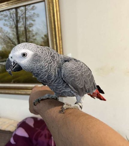 african-grey-parrot-parrot-for-sale-in-columbia-md