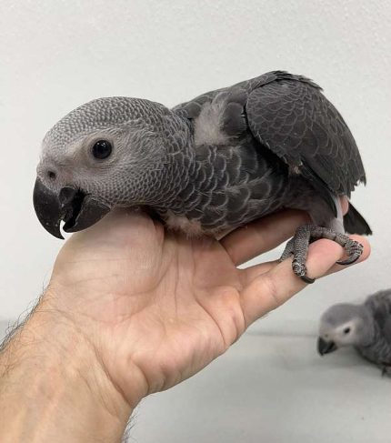 Baby male Congo Grey